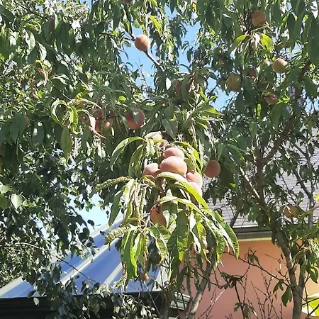 La Maison Rose - Avec Grand Jardin Clos A 300m De La Hauteville-sur-Mer