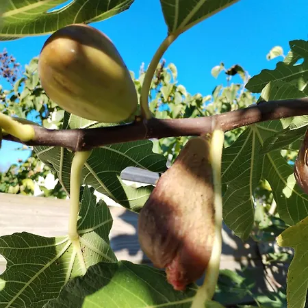 La Maison Rose - Avec Grand Jardin Clos à 300m De La Hébergement de vacances *