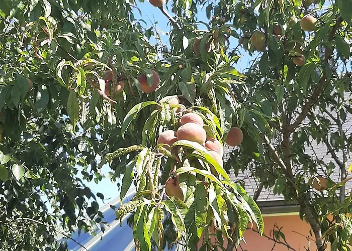 La Maison Rose - Avec Grand Jardin Clos A 300m De La Hauteville-sur-Mer